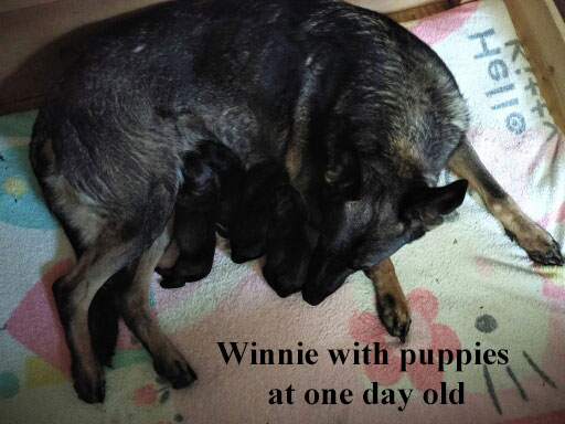 Winnie with pups at 0ne day