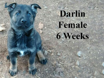 Darlin at 6 weeks